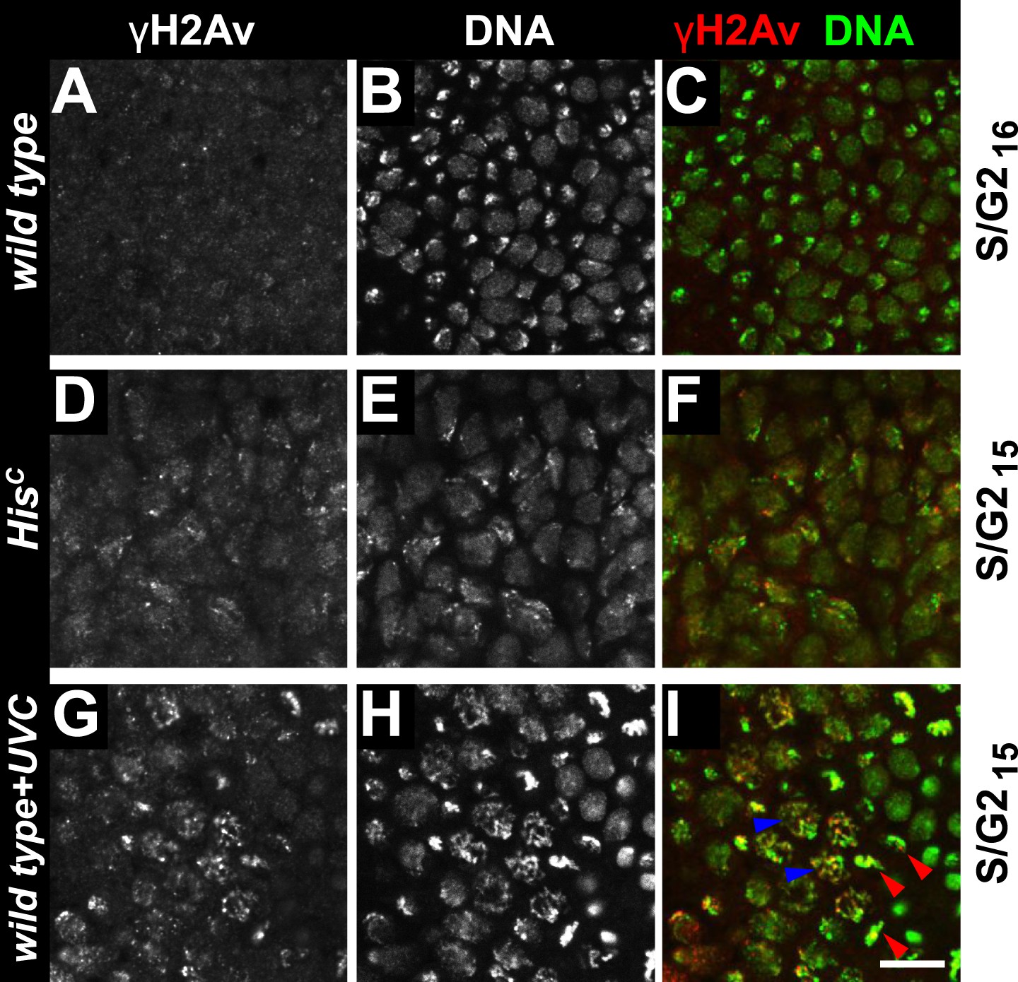 Figures and data in Histone supply regulates S phase timing and cell ... Biology Diagrams