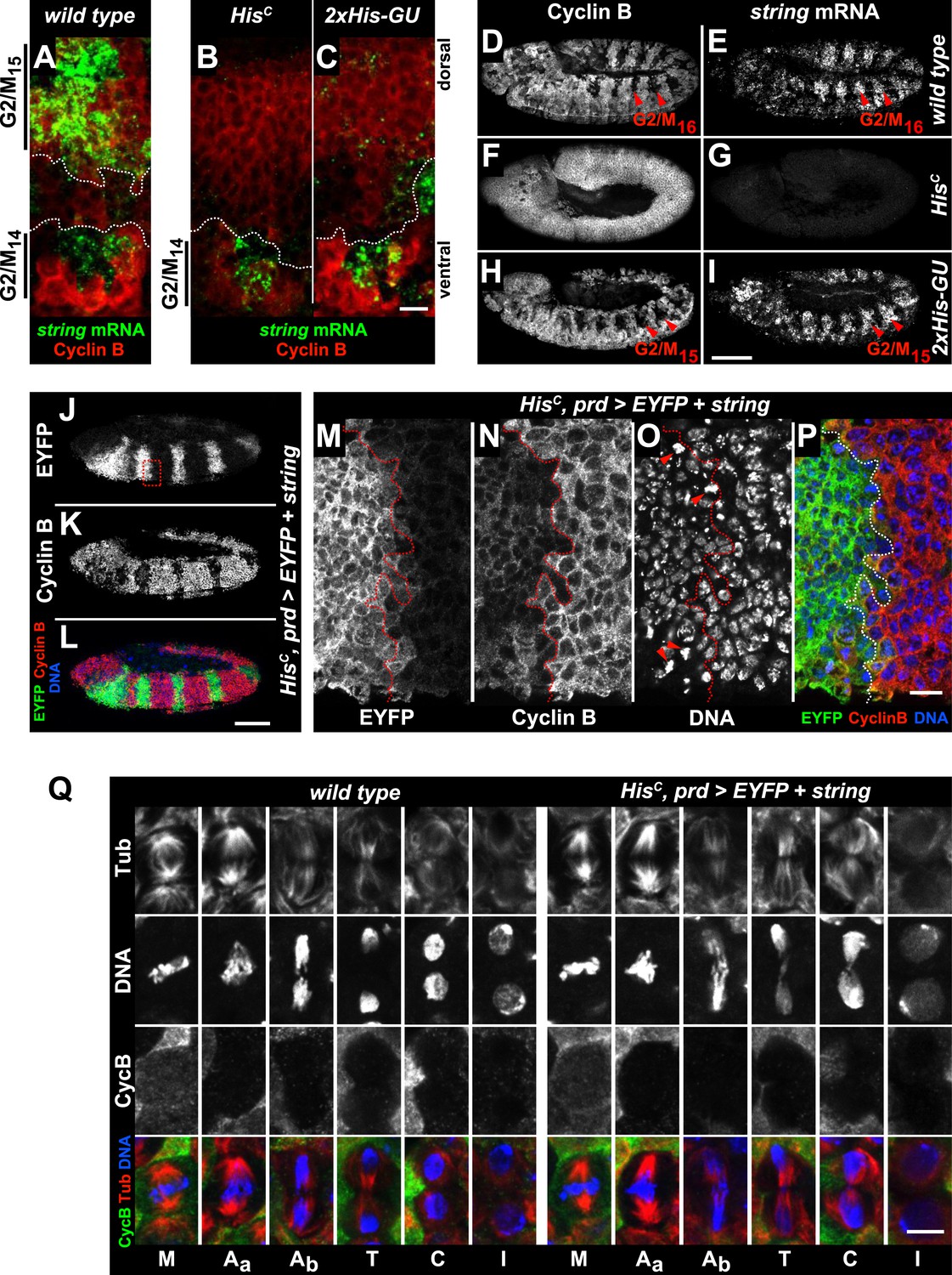Figures and data in Histone supply regulates S phase timing and cell ... Biology Diagrams
