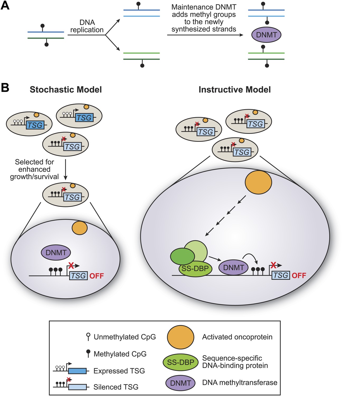 cancer-is-dna-methylation-of-tumour-suppressor-genes-epigenetic-elife