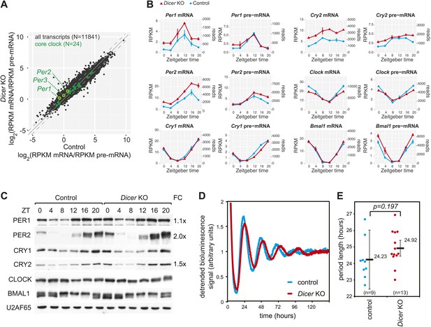 MicroRNAs Shape Circadian Hepatic Gene Expression On A Transcriptome