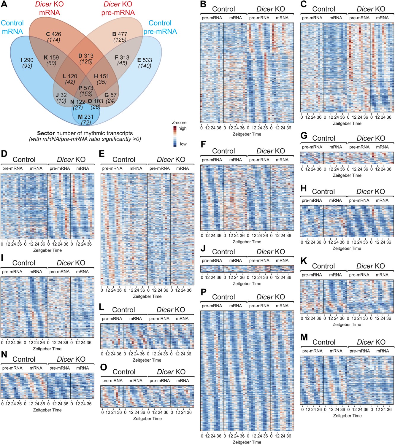 Figures And Data In Micrornas Shape Circadian Hepatic Gene Expression