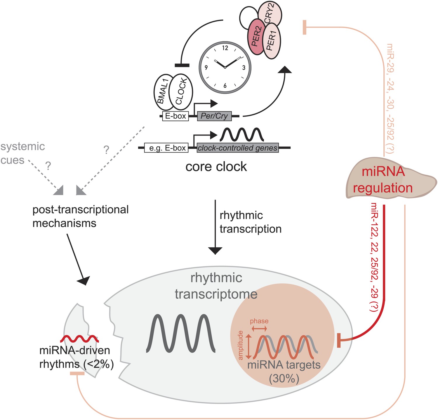 Figures And Data In Micrornas Shape Circadian Hepatic Gene Expression