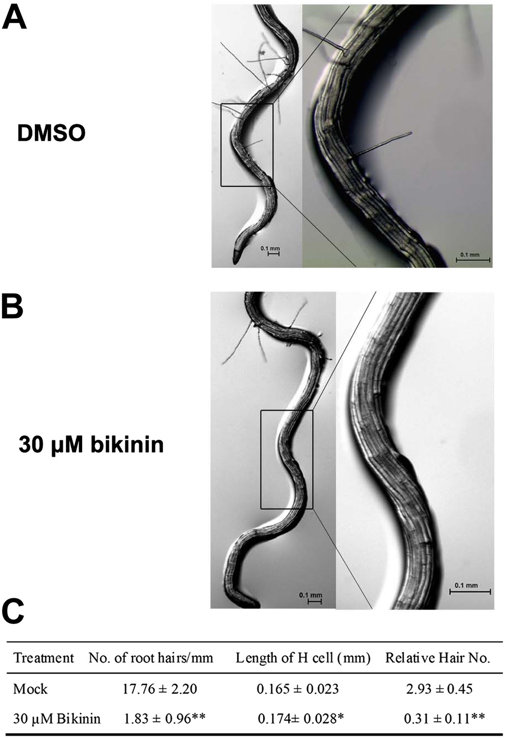 Brassinosteroids control root epidermal cell fate via direct 