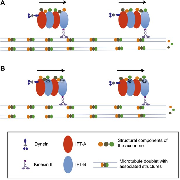 Flagellar Growth: Boarder control on the IFT train | eLife