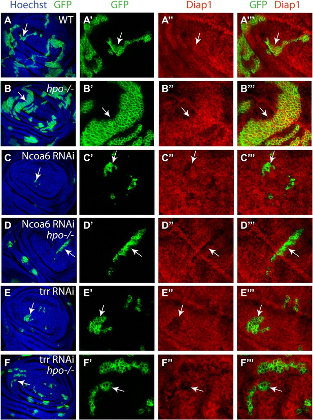 The Hippo effector Yorkie activates transcription by interacting with a ...