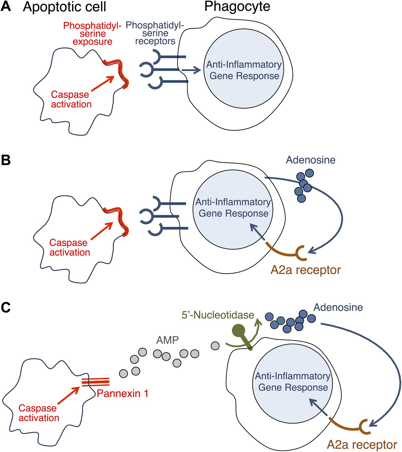 Apoptosis keeping inflammation at bay elife