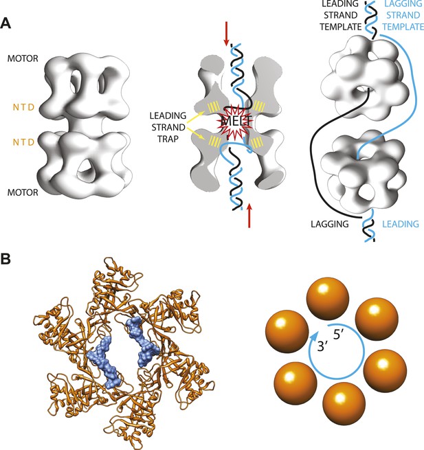DNA Helicases: Preparing to unwind Biology Diagrams