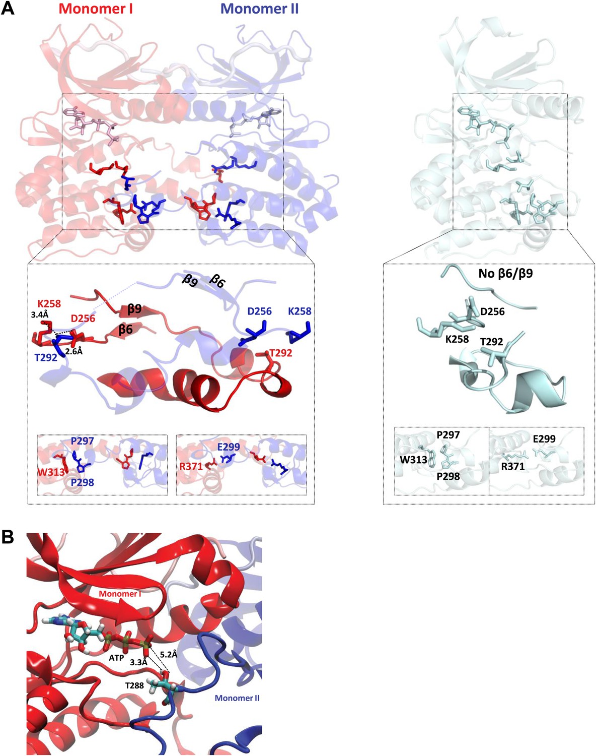 Molecular mechanism of Aurora A kinase autophosphorylation and its  allosteric activation by TPX2 | eLife