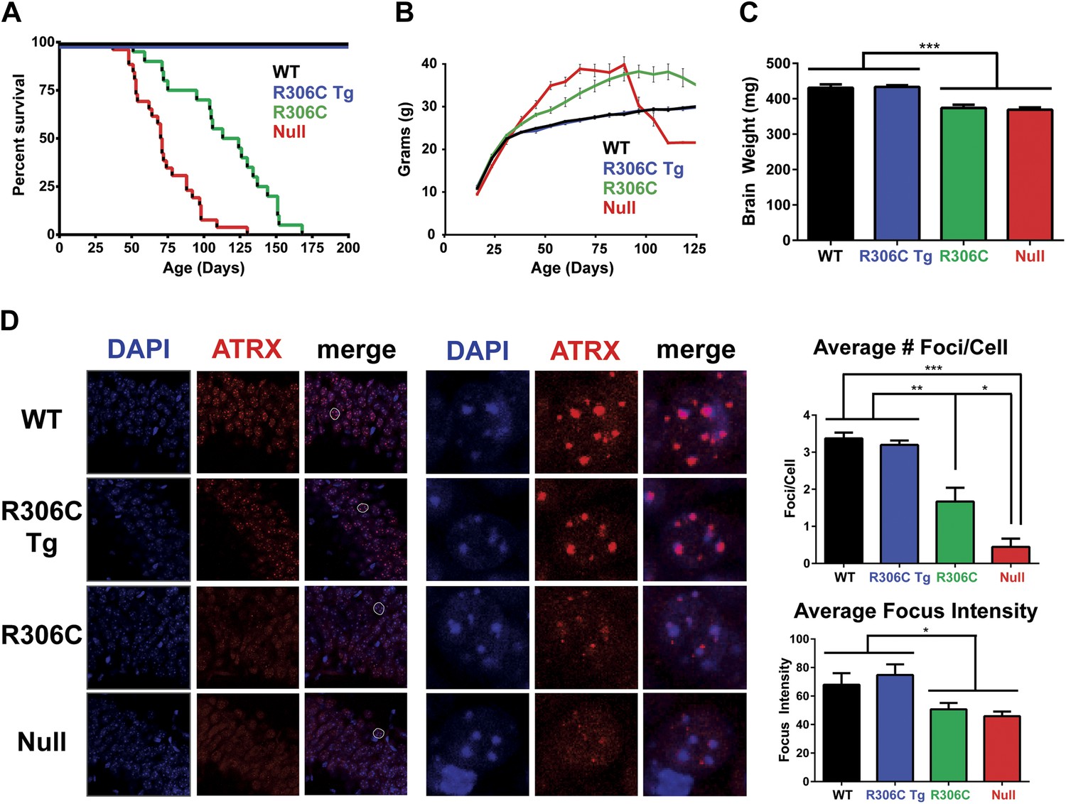 Figures And Data In Rett Causing Mutations Reveal Two Domains Critical For Mecp2 Function And 3228