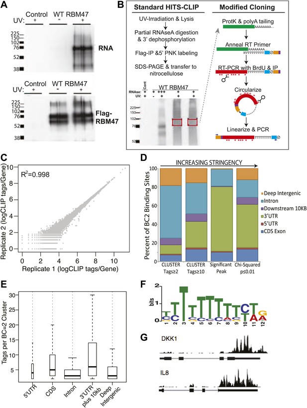 Loss of the multifunctional RNA-binding protein RBM47 as a source of ...