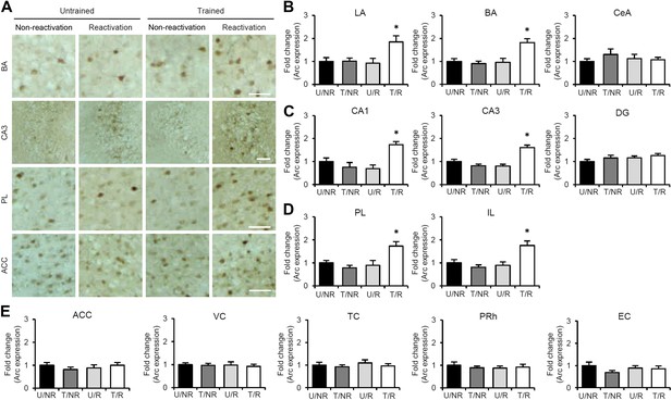 Figures and data in Enhancement of fear memory by retrieval through ...