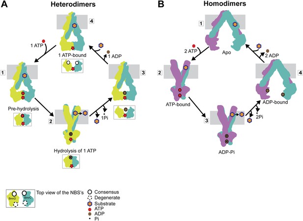 Conformational Dynamics Of The Nucleotide Binding Domains And The Power ...