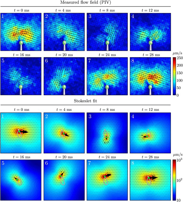 Figures And Data In Flagellar Synchronization Through Direct ...