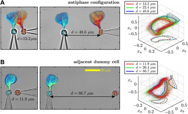 Figures And Data In Flagellar Synchronization Through Direct ...