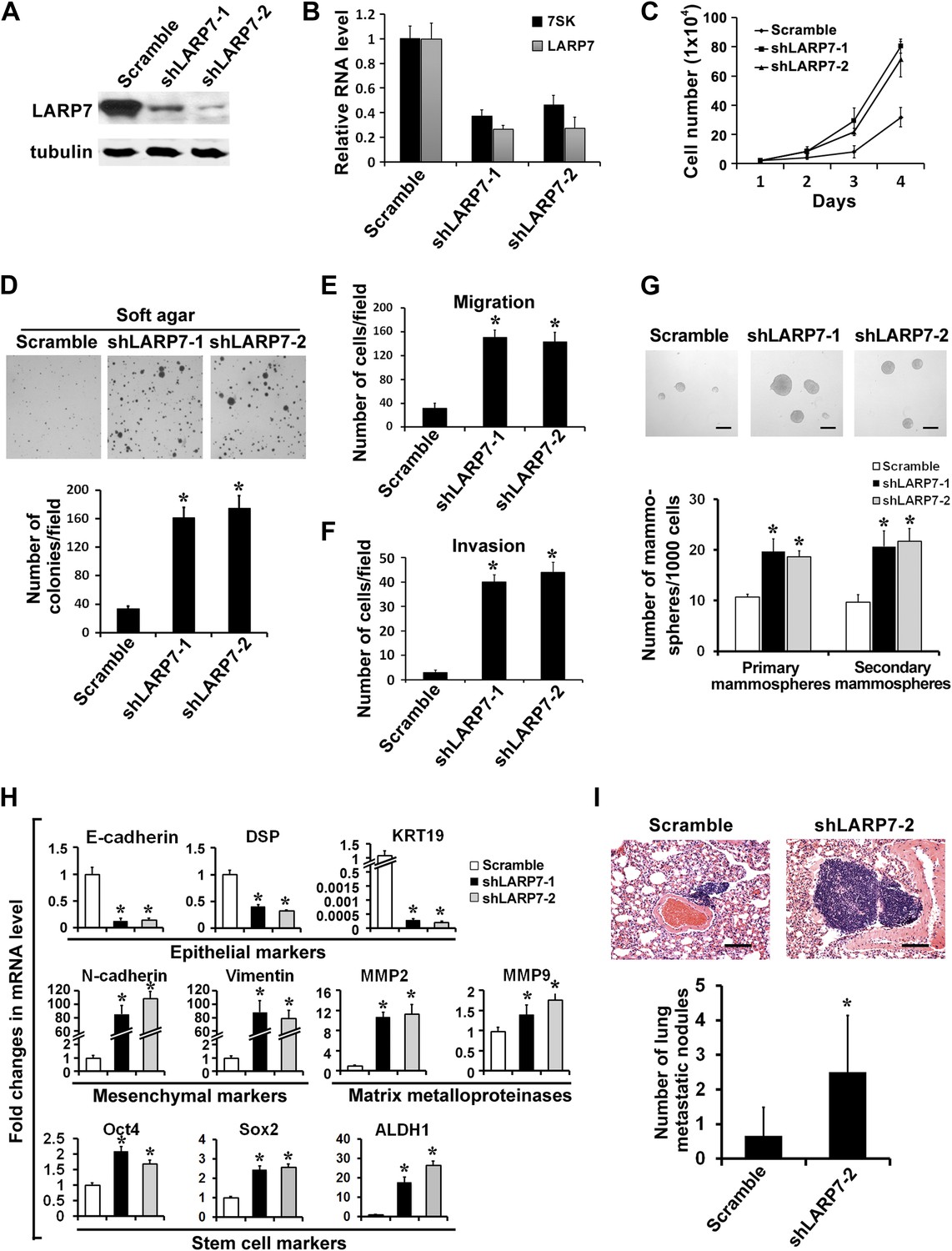 Figures and data in LARP7 suppresses P-TEFb activity to inhibit breast ...