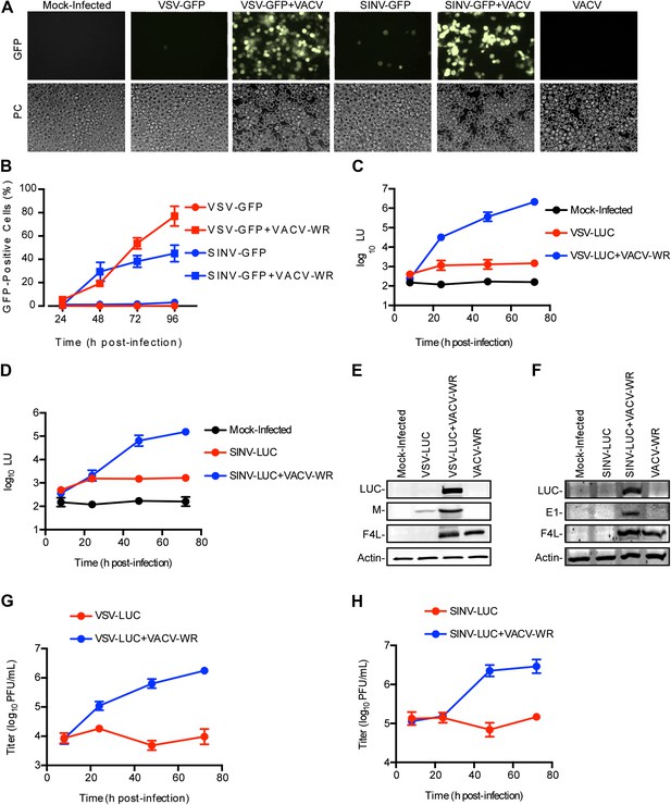 Figures and data in A single vertebrate DNA virus protein disarms ...