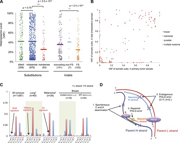 Origins And Functional Consequences Of Somatic Mitochondrial DNA