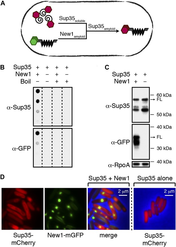 Prion Propagation Can Occur In A Prokaryote And Requires The ClpB ...