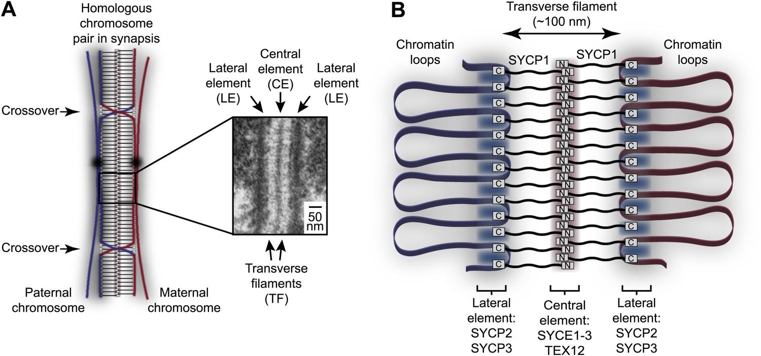 A Molecular Model For The Role Of Sycp3 In Meiotic Chromosome Organisation Elife 2210