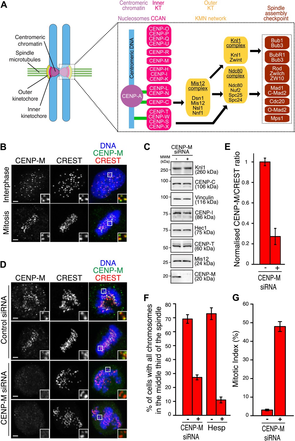 The pseudo GTPase CENP-M drives human kinetochore assembly
