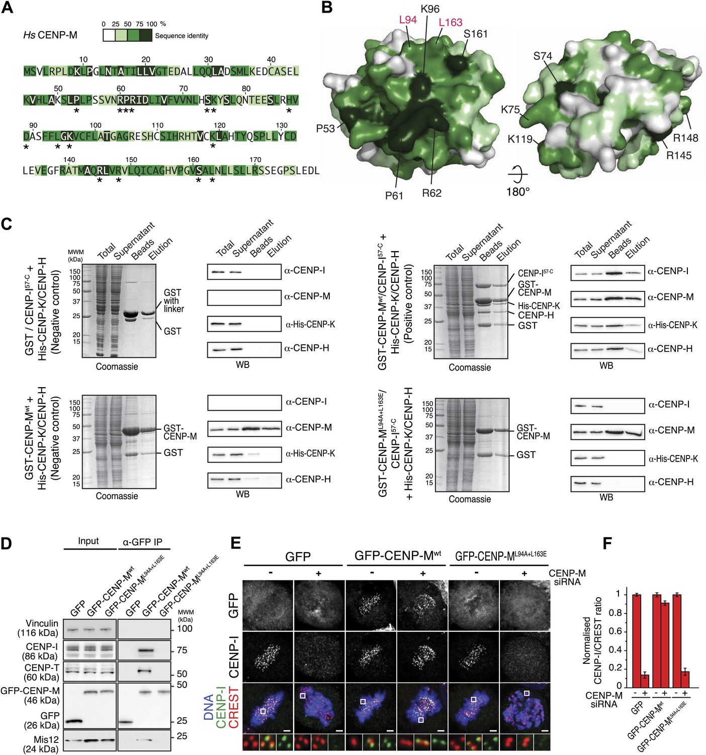 The pseudo GTPase CENP-M drives human kinetochore assembly