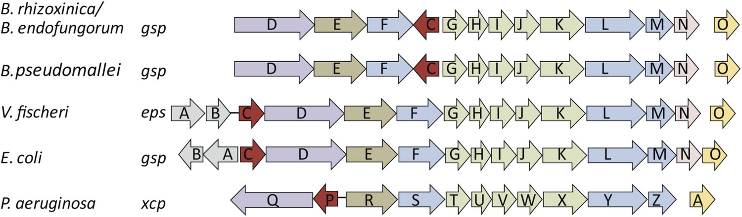 Figures and data in Active invasion of bacteria into living fungal ...