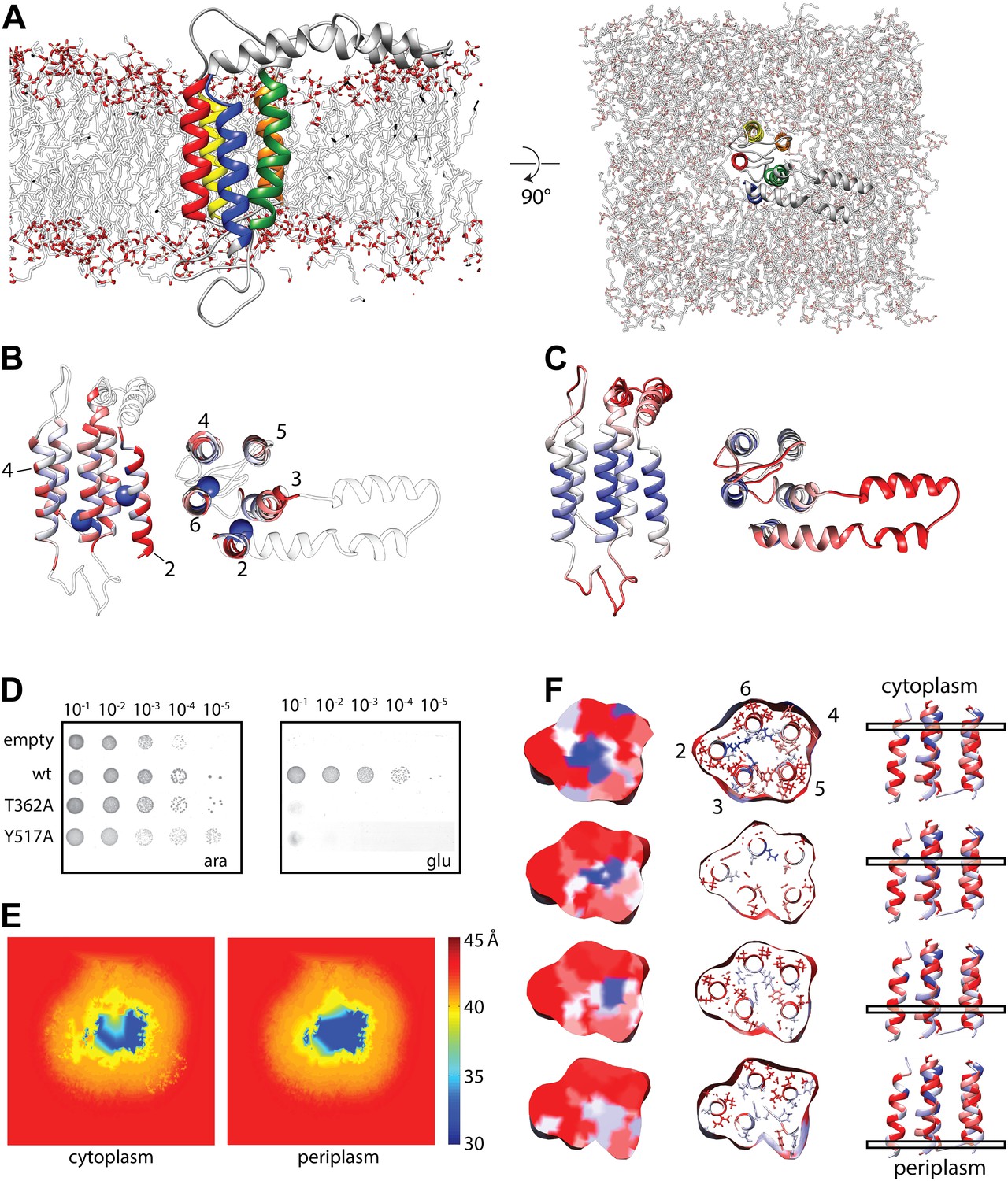 Figures And Data In A Structural Model Of The Active Ribosome Bound