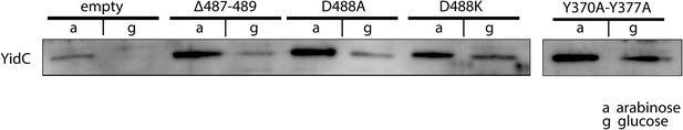 Figures And Data In A Structural Model Of The Active Ribosome Bound Membrane Protein Insertase 7060