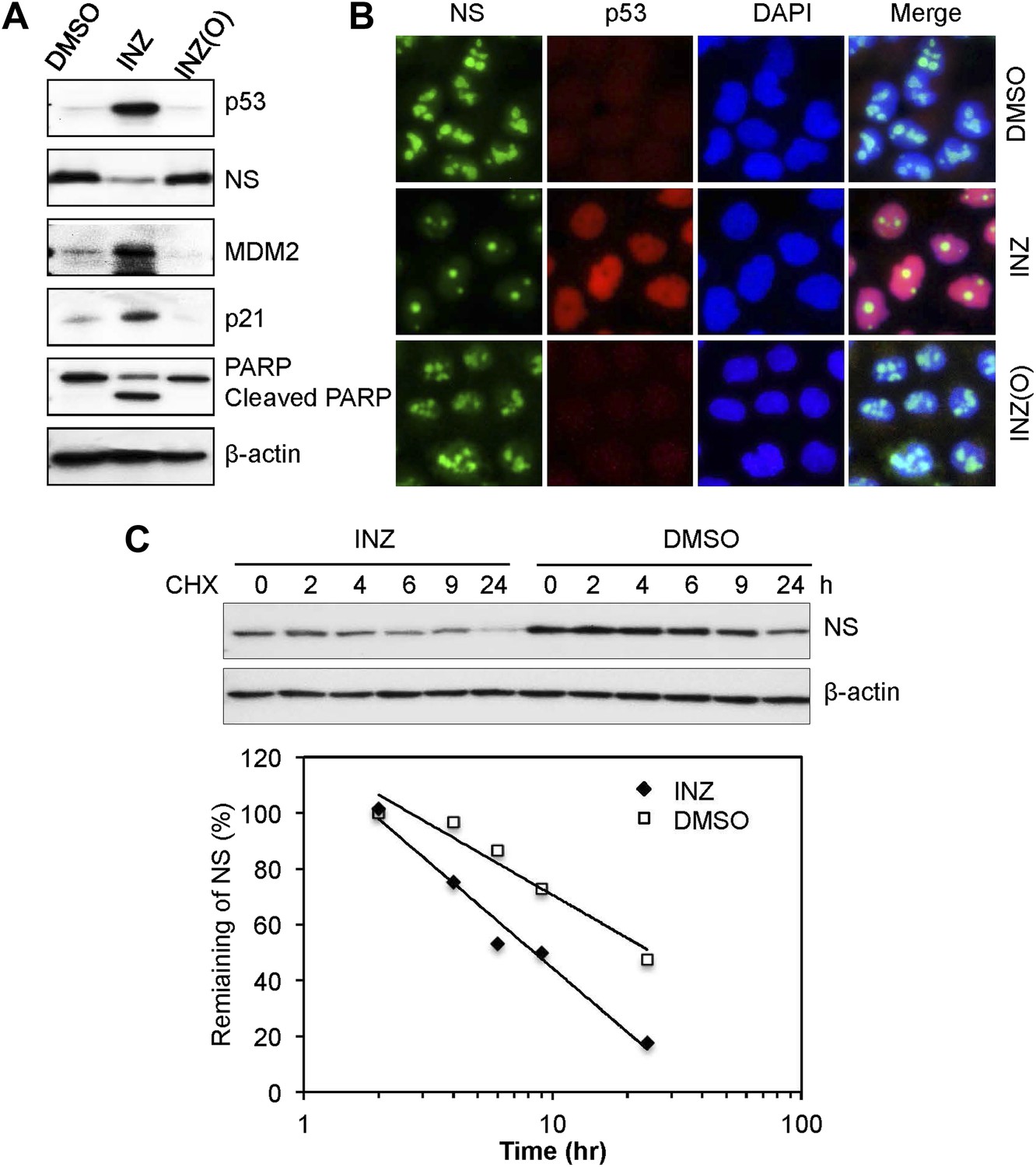 The role of IMP dehydrogenase 2 in Inauhzin-induced ribosomal 