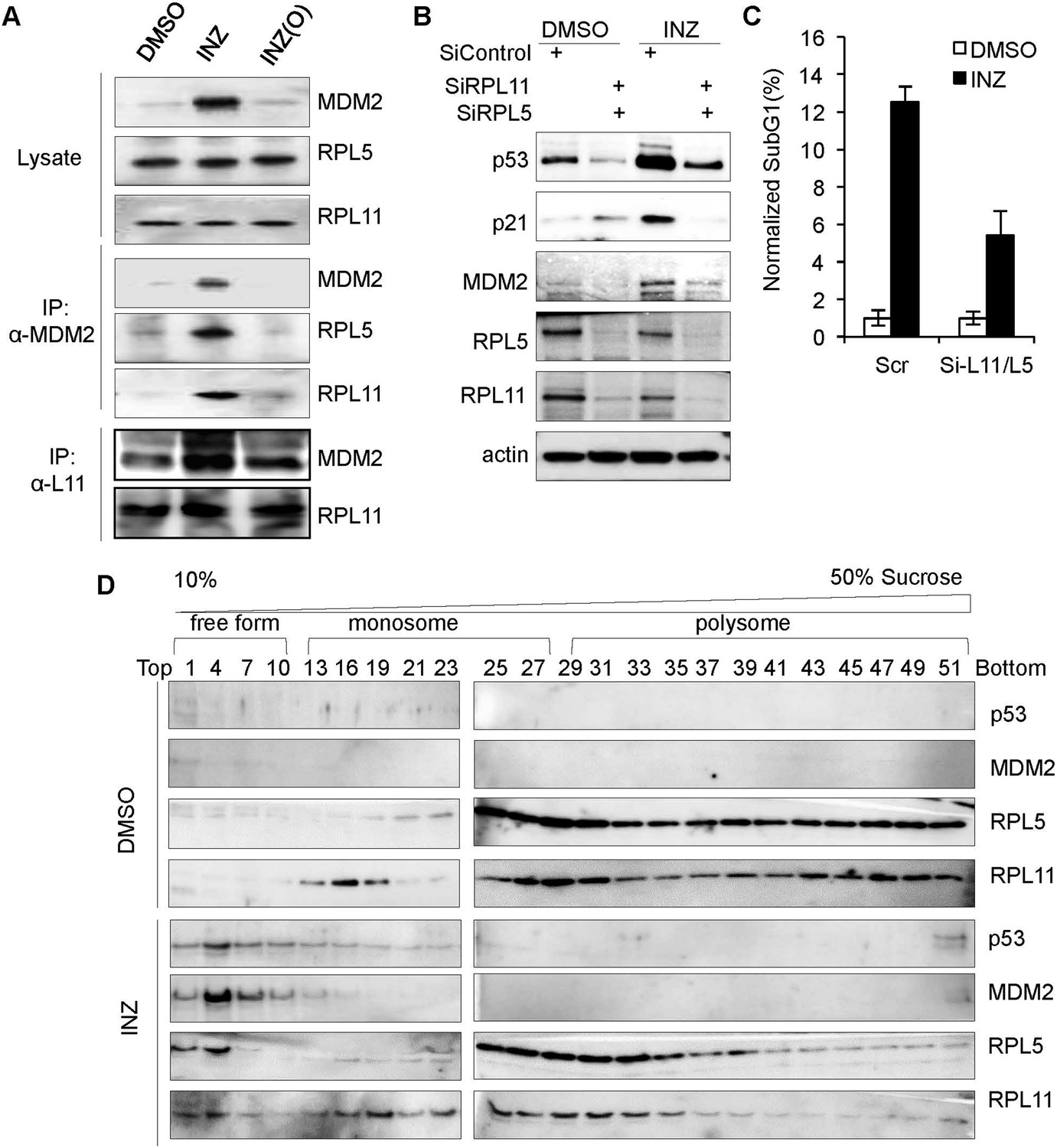 The role of IMP dehydrogenase 2 in Inauhzin-induced ribosomal 