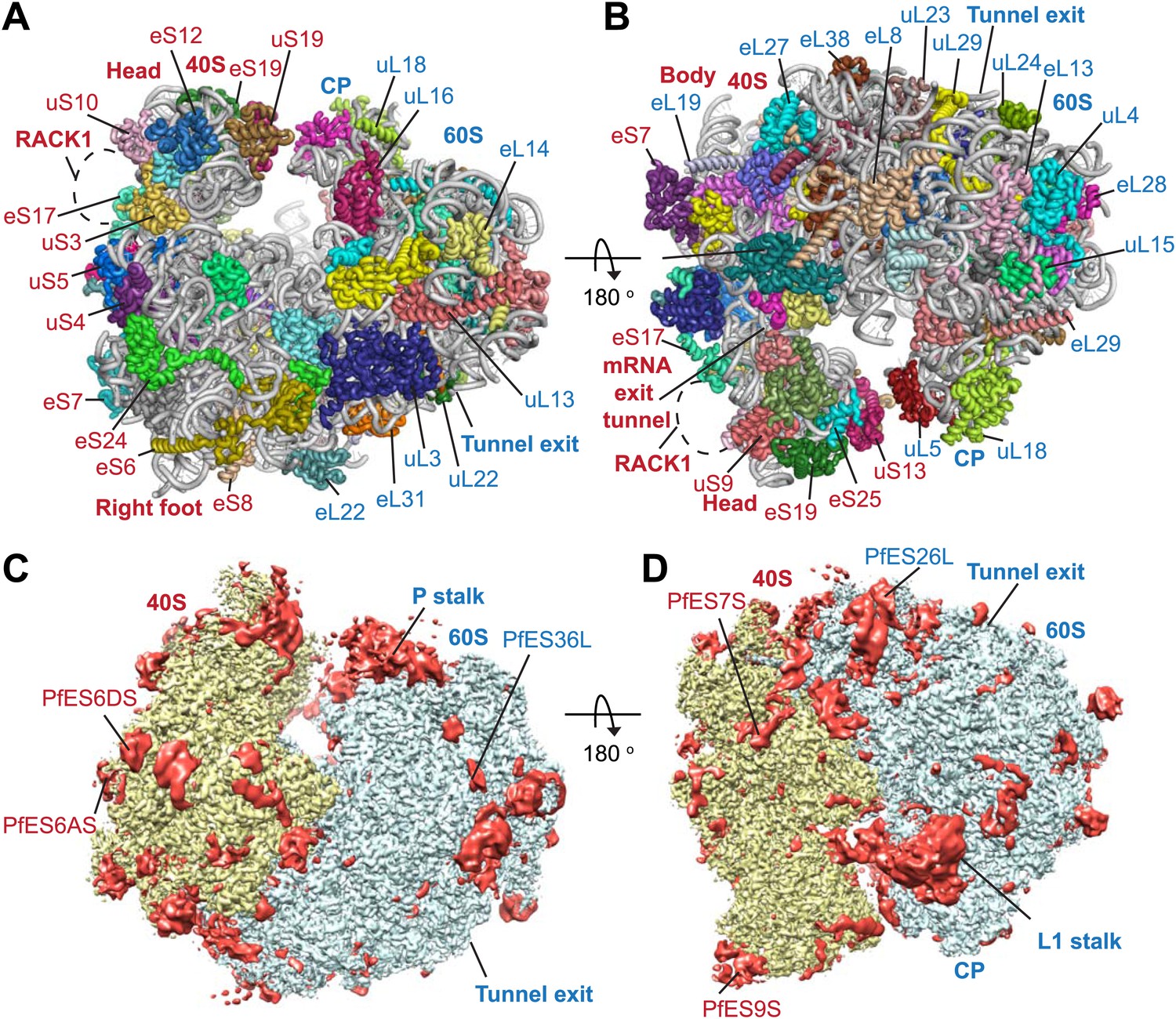 Figures and data in CryoEM structure of the Plasmodium falciparum 80S