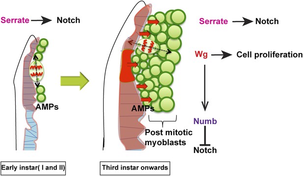 Identification of a new stem cell population that generates Drosophila ...