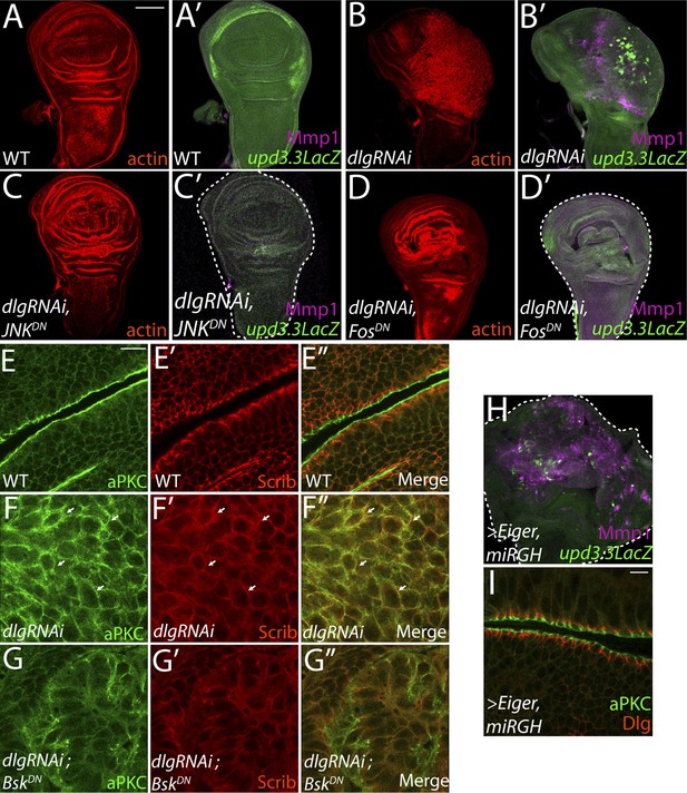 Figures and data in The transcriptional response to tumorigenic ...