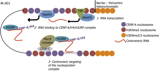 Figures and data in A long non-coding RNA is required for targeting ...