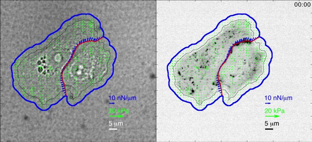 Mapping The Dynamics Of Force Transduction At Cell–cell Junctions Of 