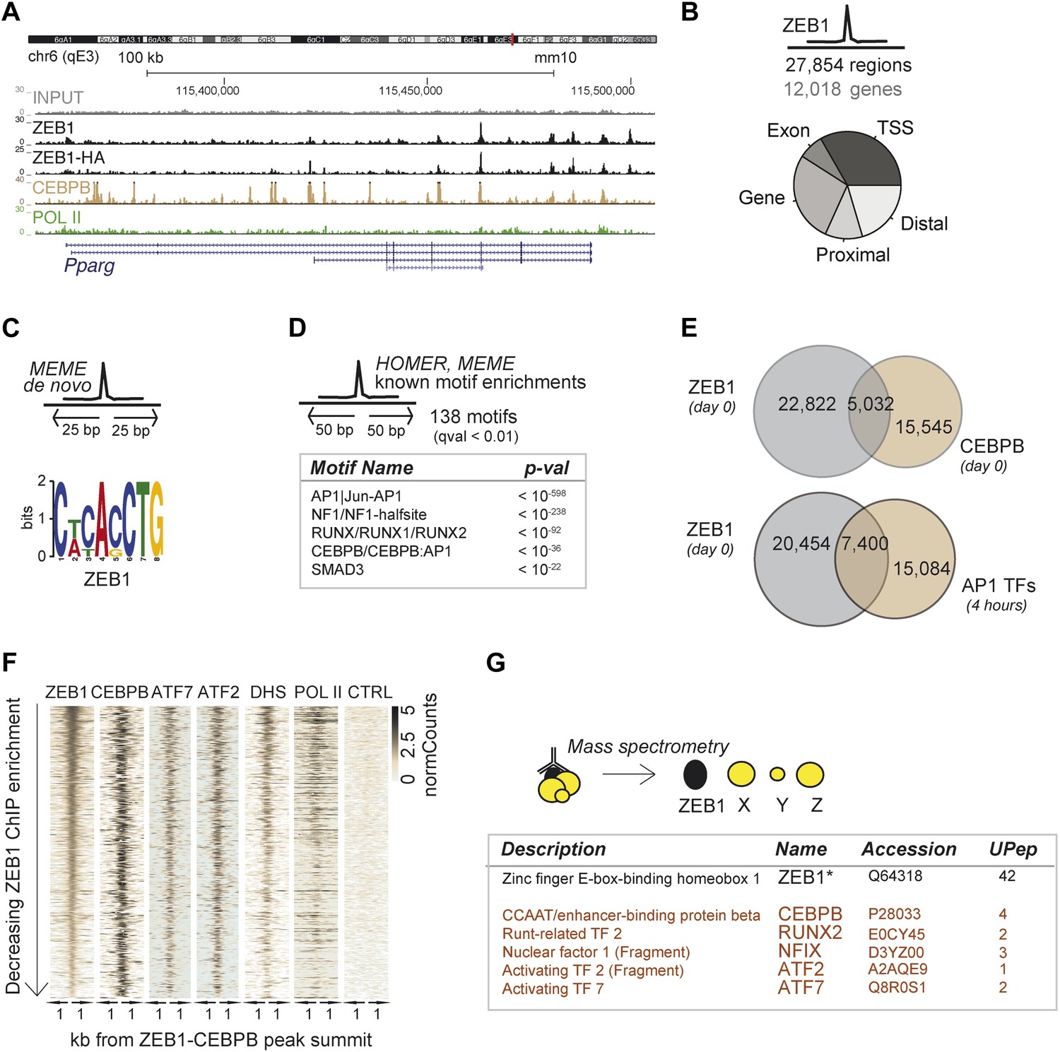 Identification Of The Transcription Factor Zeb1 As A Central Component