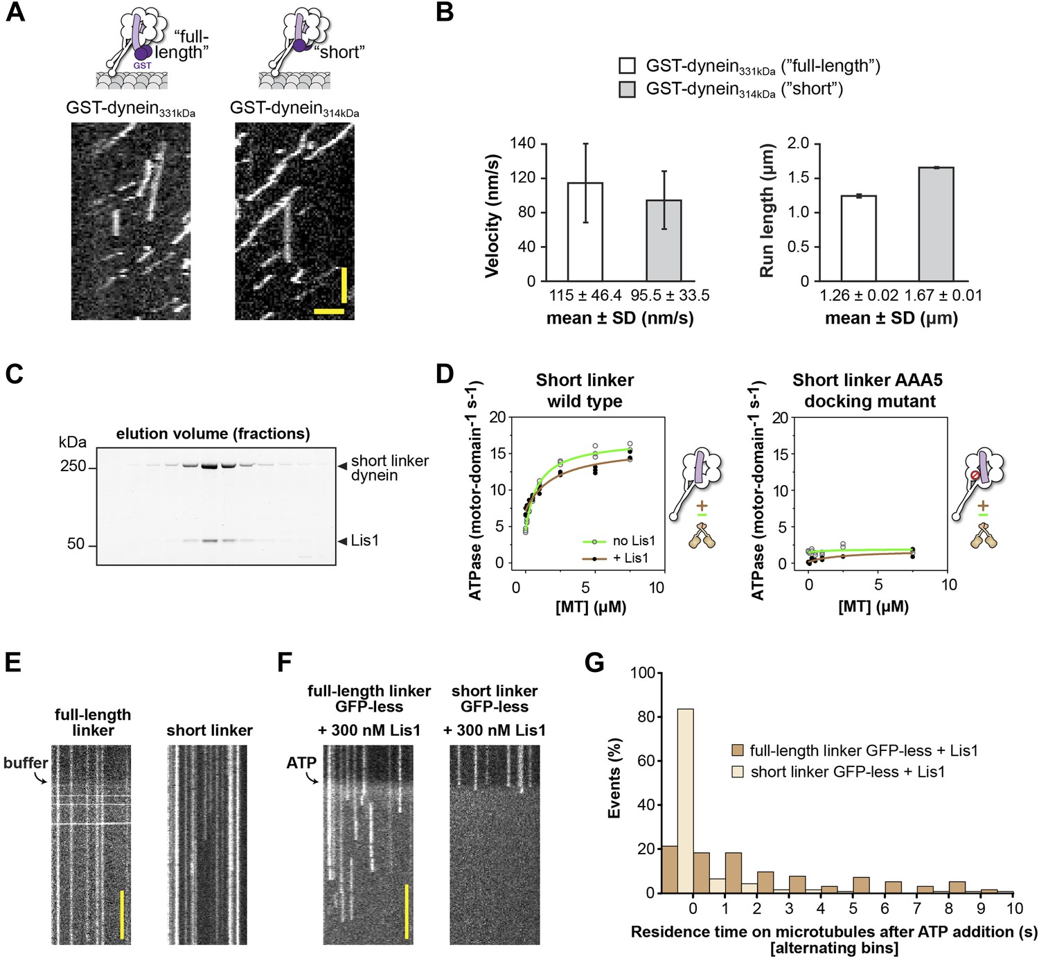 Figures and data in Lis1 regulates dynein by sterically blocking its ...