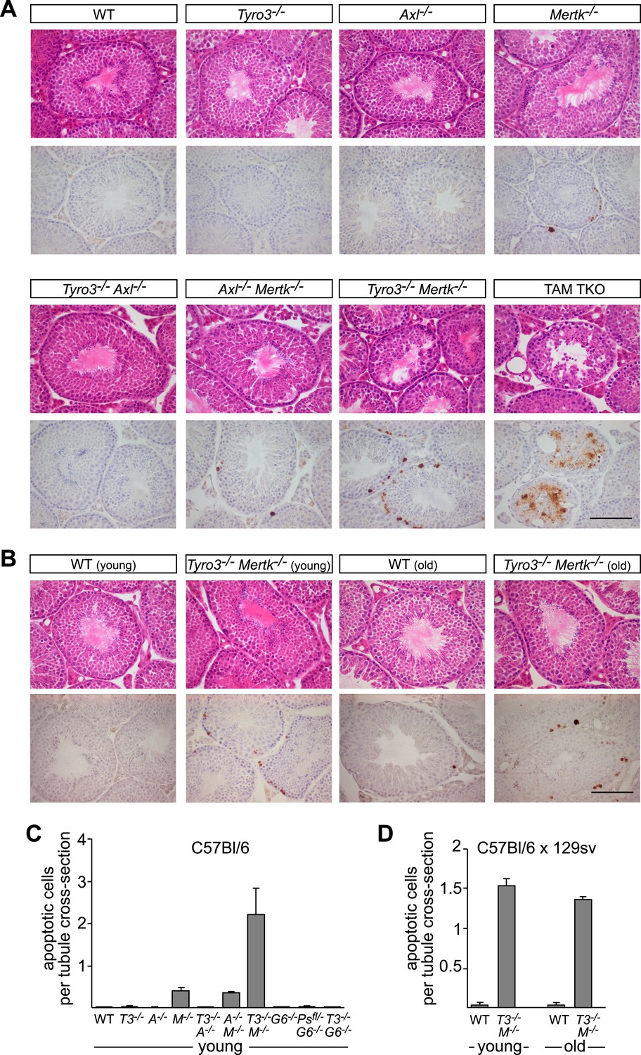 Figures and data in Differential TAM receptor–ligand–phospholipid ...