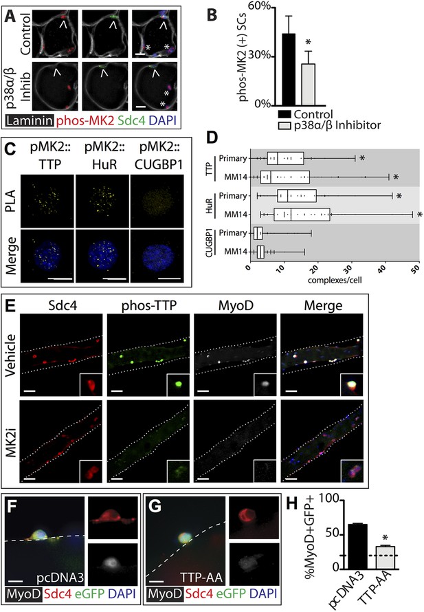 Post-transcriptional Regulation Of Satellite Cell Quiescence By TTP ...