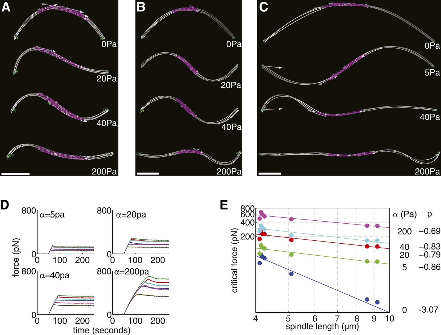 Mechanical design principles of a mitotic spindle Biology Diagrams