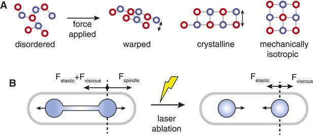 Figures and data in Mechanical design principles of a mitotic spindle ...