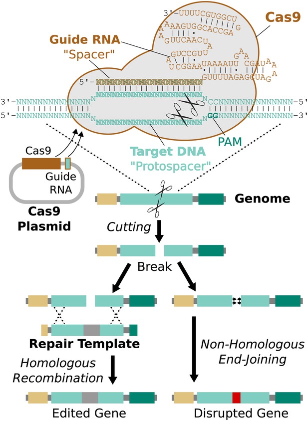 Emerging Technology: Concerning RNA-guided gene drives for the ...