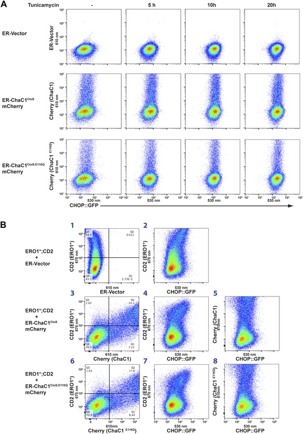 Intact Protein Folding In The Glutathione-depleted Endoplasmic 