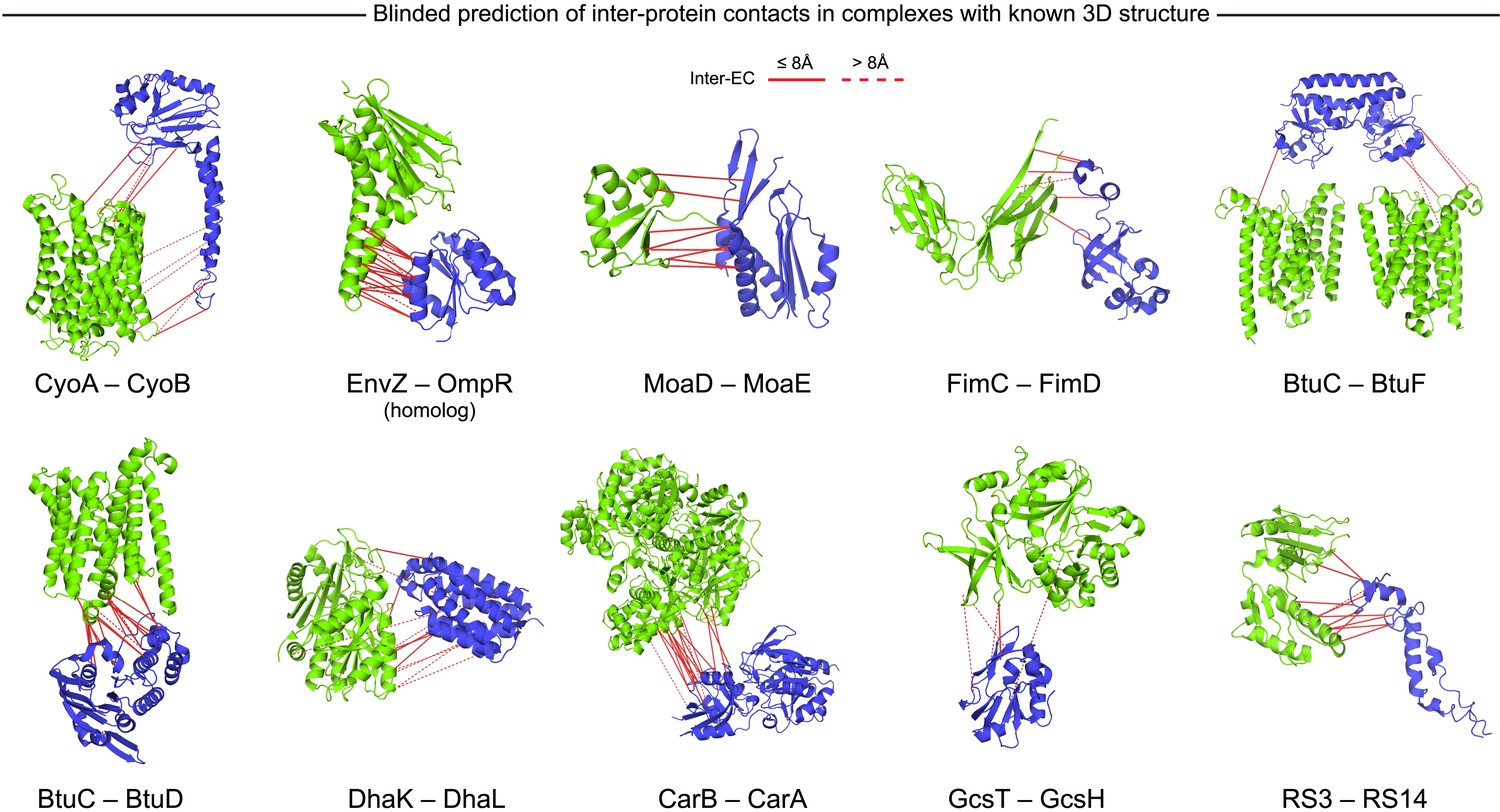 Sequence co-evolution gives 3D contacts and structures of protein ...