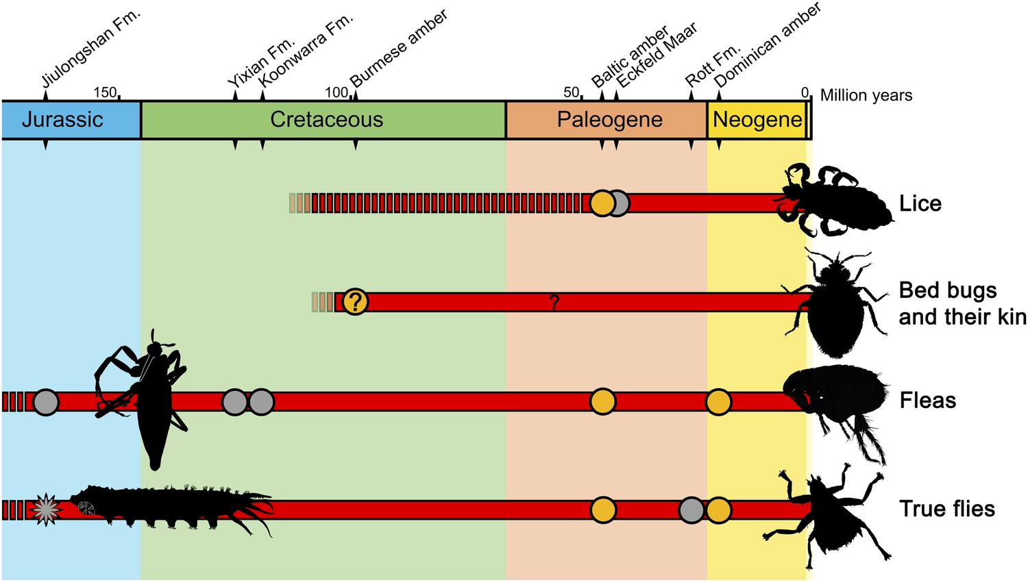 Palaeobiology: Unearthing The Secrets Of Ancient Immature Insects 