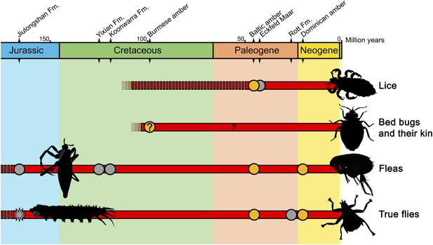 Palaeobiology: Unearthing the secrets of ancient immature insects | eLife