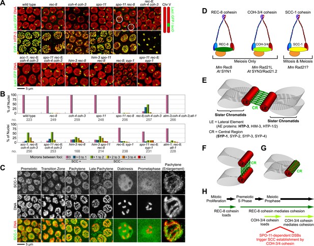 Divergent kleisin subunits of cohesin specify mechanisms to tether and ... Biology Diagrams