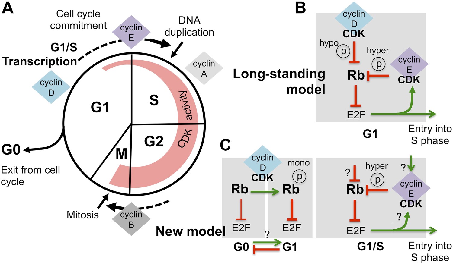 Cell Division: Turning cell cycle entry on its head Biology Diagrams