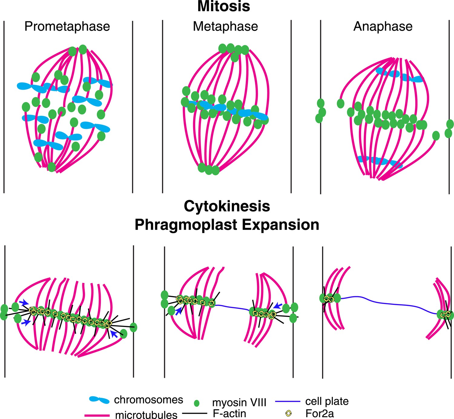 Figures And Data In Myosin Viii Associates With Microtubule Ends And