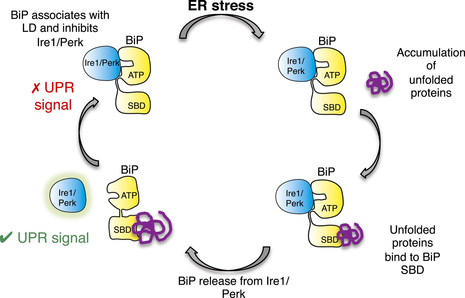difference between bip and bip lite